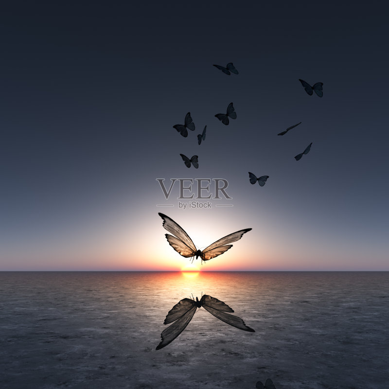 日出的蝴蝶正版图片素材