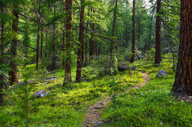 针叶林中的旅游步道。徒步旅行,夏天徒步旅行正版图片素材