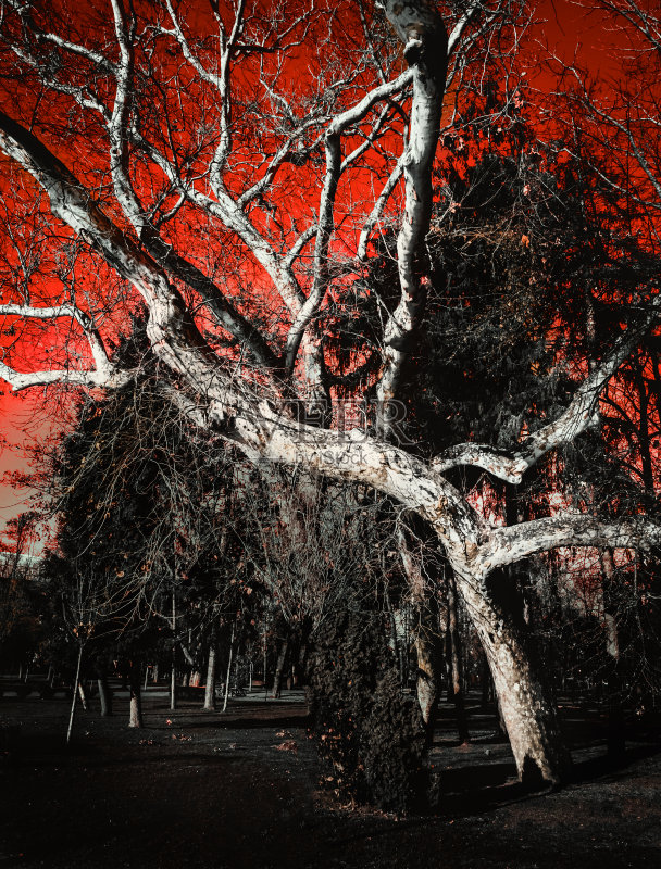 红色的天空,戏剧性的编辑了一棵没有叶子的孤独的树。正版图片素材