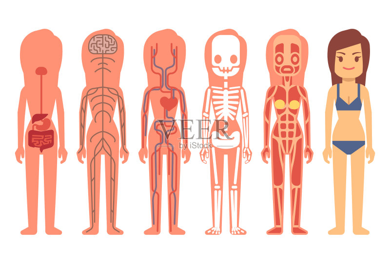 女医生人体解剖图插画图片素材