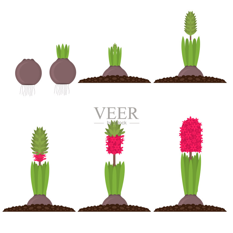 卡通彩色植物生长阶段合集图标素材