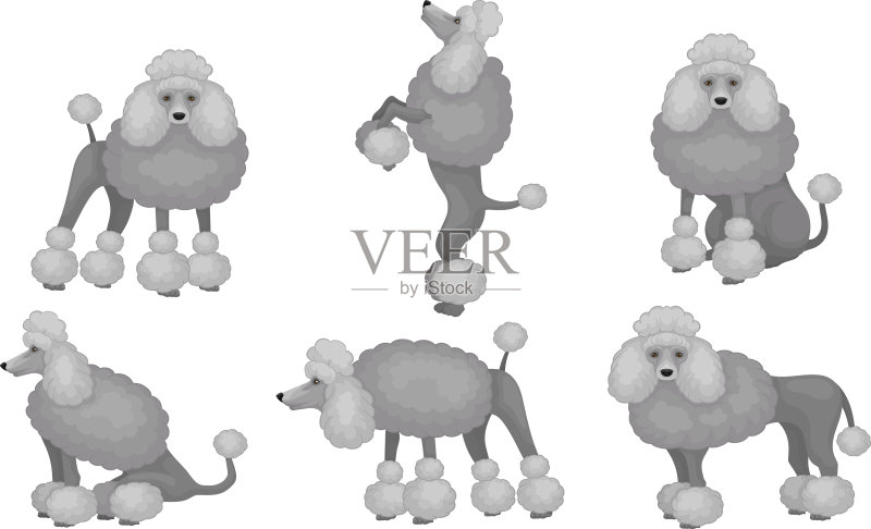 灰色贵宾犬宠物动物角色图标素材