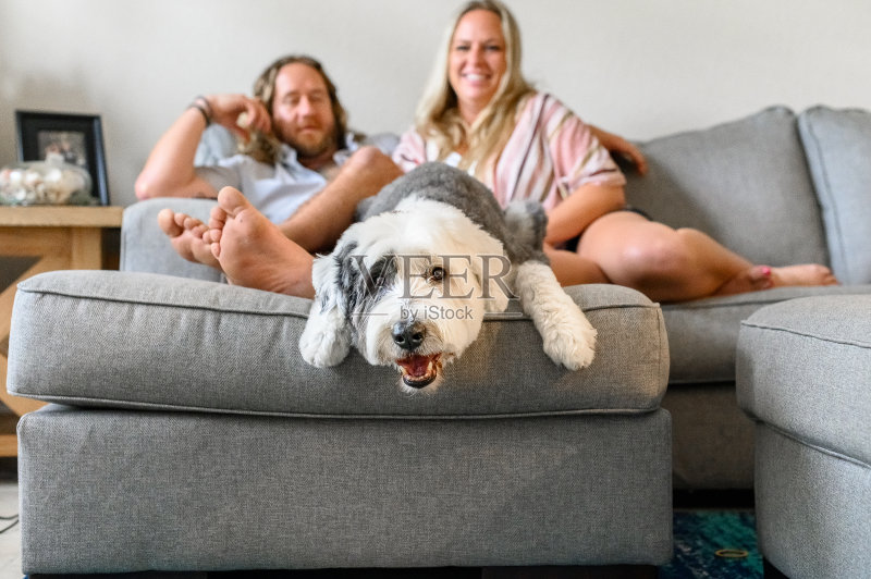 在家里和狗,夫妇放松在沙发上和他们的大可爱的狗正版图片素材