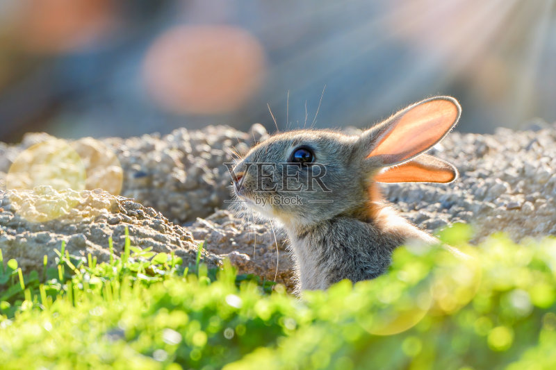 野棉尾兔正版图片素材