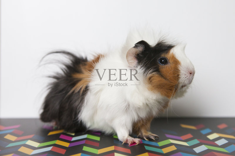 豚鼠隔离在白色正版图片素材