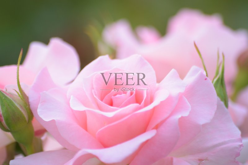 粉红色玫瑰花在花园里的宏观细节正版图片素材