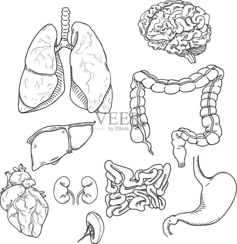 人体器官解剖素描套装图标素材