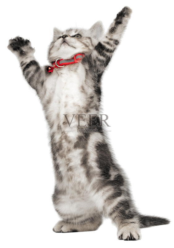 漂亮的小猫(英国短毛猫),爪子向上放在白色的背景上正版图片素材