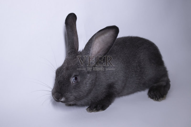 灰色的兔子,白色背景下的兔子。孤立。副本的空间。正版图片素材