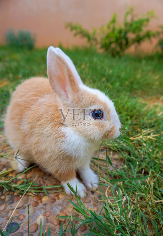 红白相间的小兔子在夏天的花园里玩着黑色的游戏正版图片素材