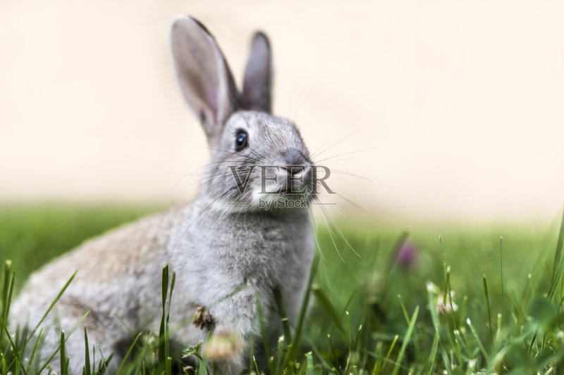 草地上的野兔正版图片素材
