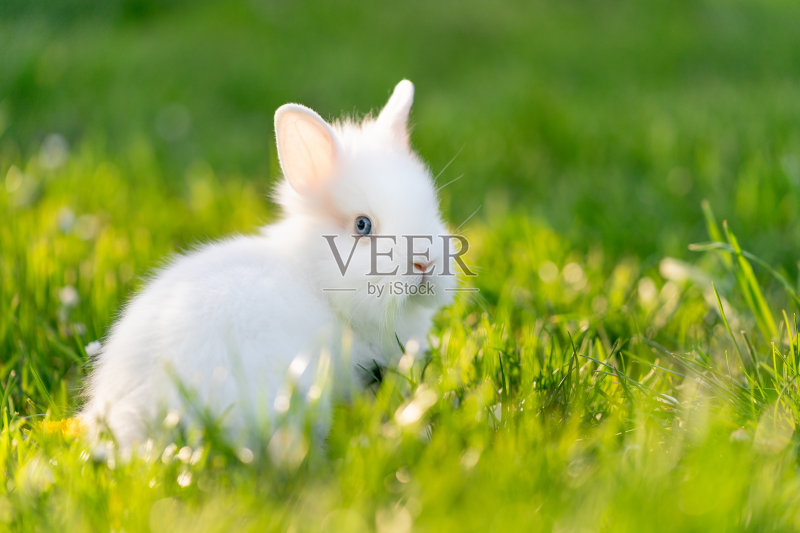 小兔子在外面的花园里。绿色的草和白色的动物。正版图片素材