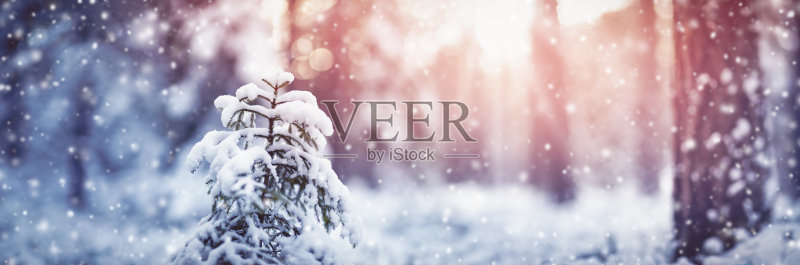 美丽的冷杉树在冬天的森林里下雪正版图片素材