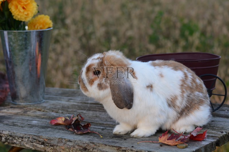 法国罗珀兔兔正版图片素材