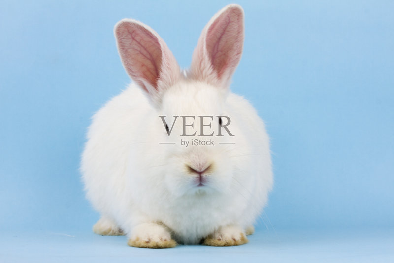 蓝色背景上的一只白色毛茸茸的小兔子。复活节兔子在一个时髦的蓝色背景概念复活节假期,特写正版图片素材