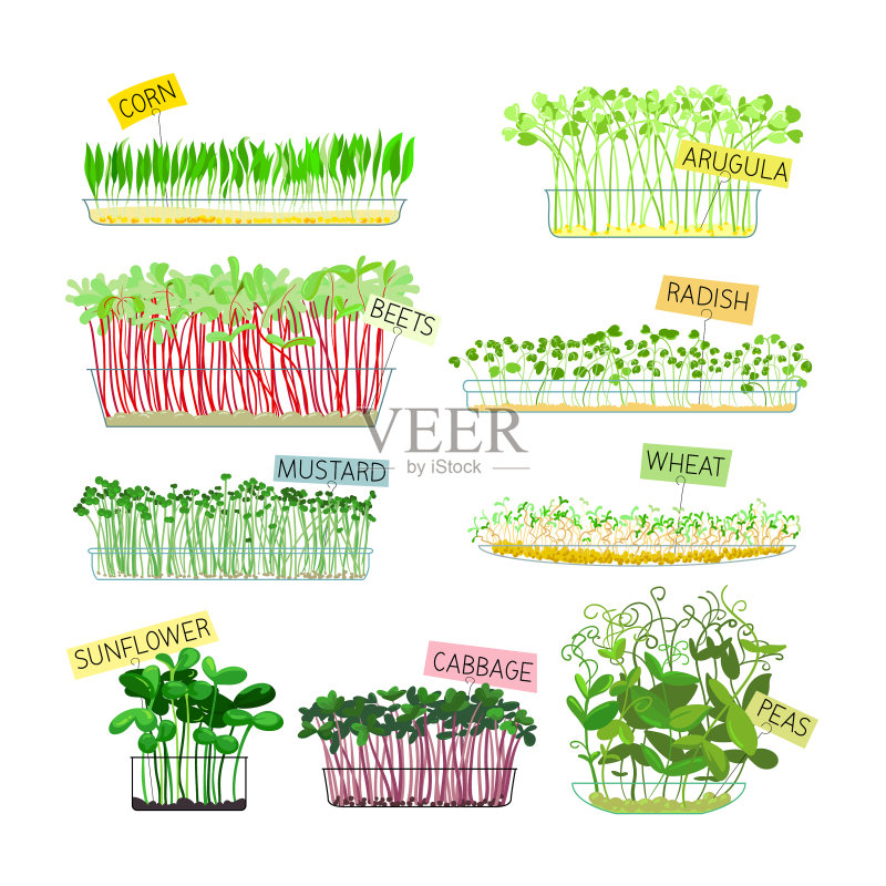 设置微型蔬菜,玉米,芝麻菜,甜菜,萝卜图标素材