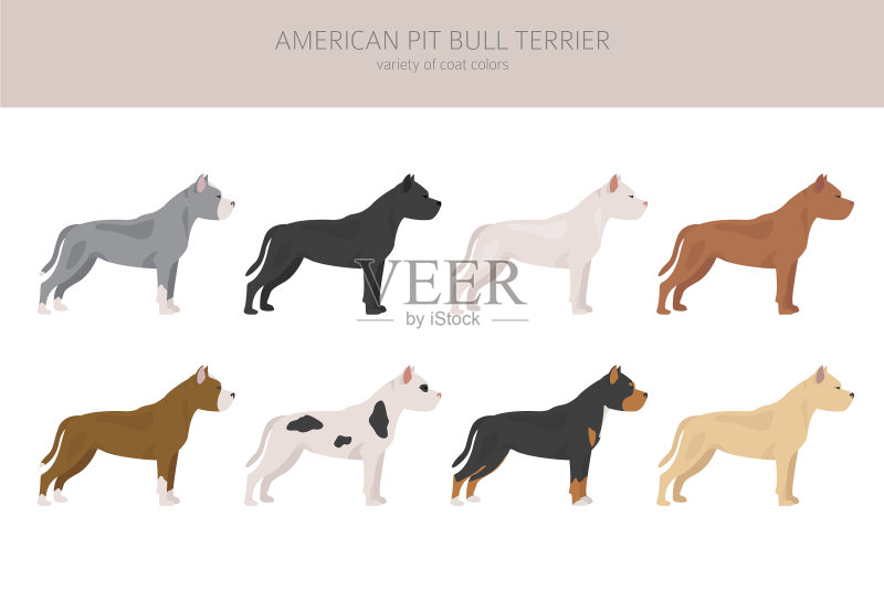 美国比特斗牛犬彩色套装图标素材