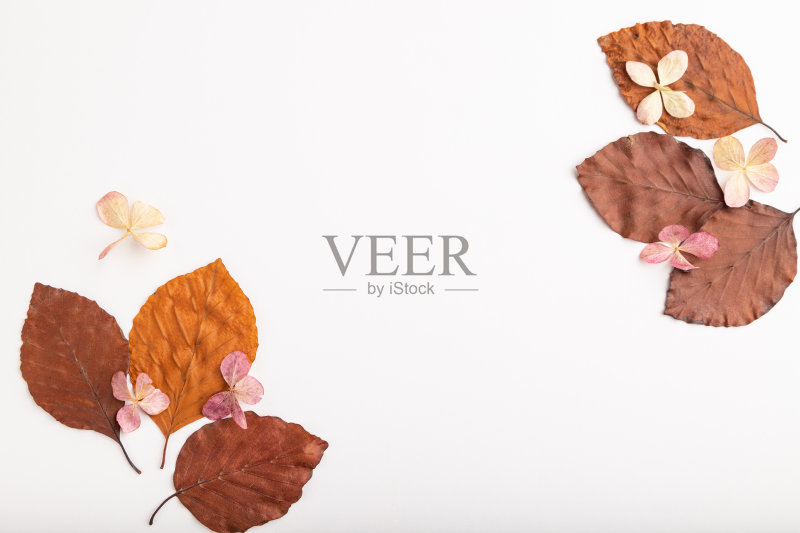 以黄褐色山毛榉秋叶和绣球花组成,白色背景上的模型。空白,平铺,俯视图,静物,拷贝空间。正版图片素材