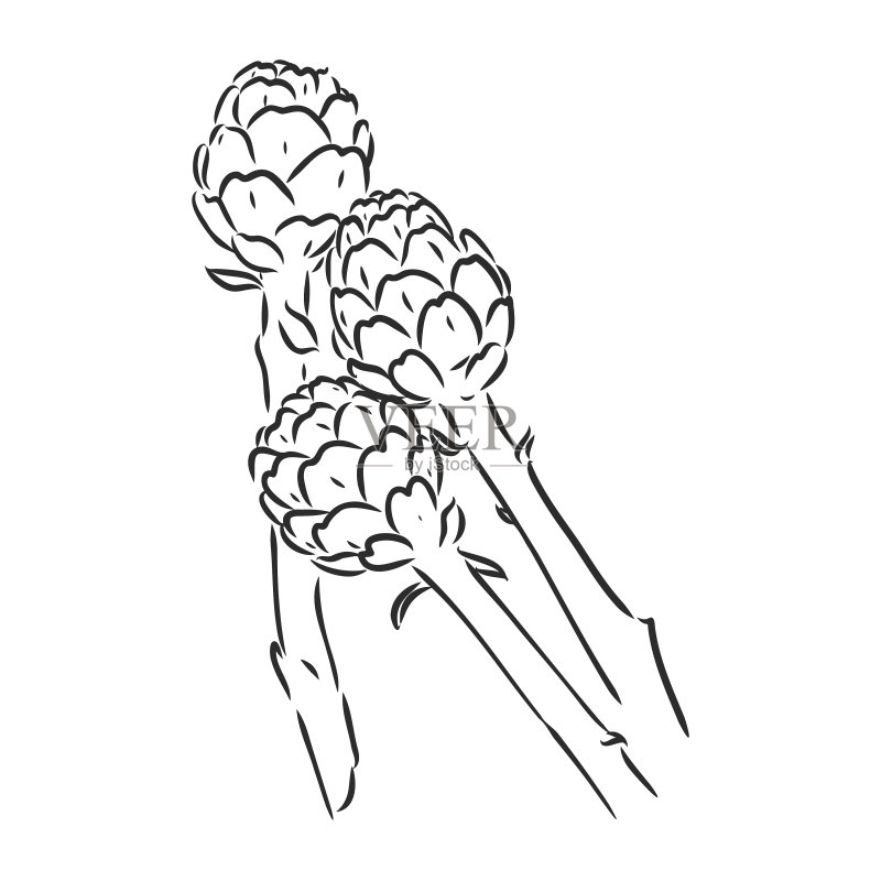 雕刻绿色蔬菜朝鲜蓟图标素材