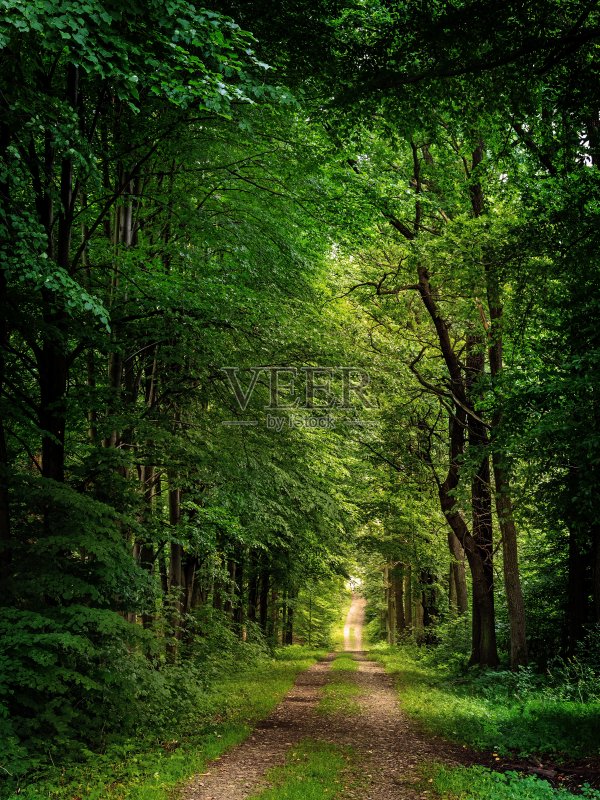 普通绿色森林的森林道路景观照片摄影图片