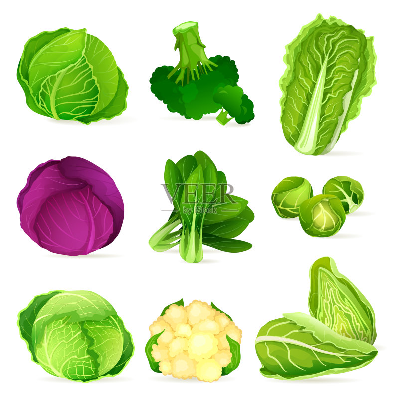 新鲜花园蔬菜卷心菜图标合集图标素材