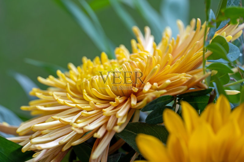 秋天的气味正版图片素材