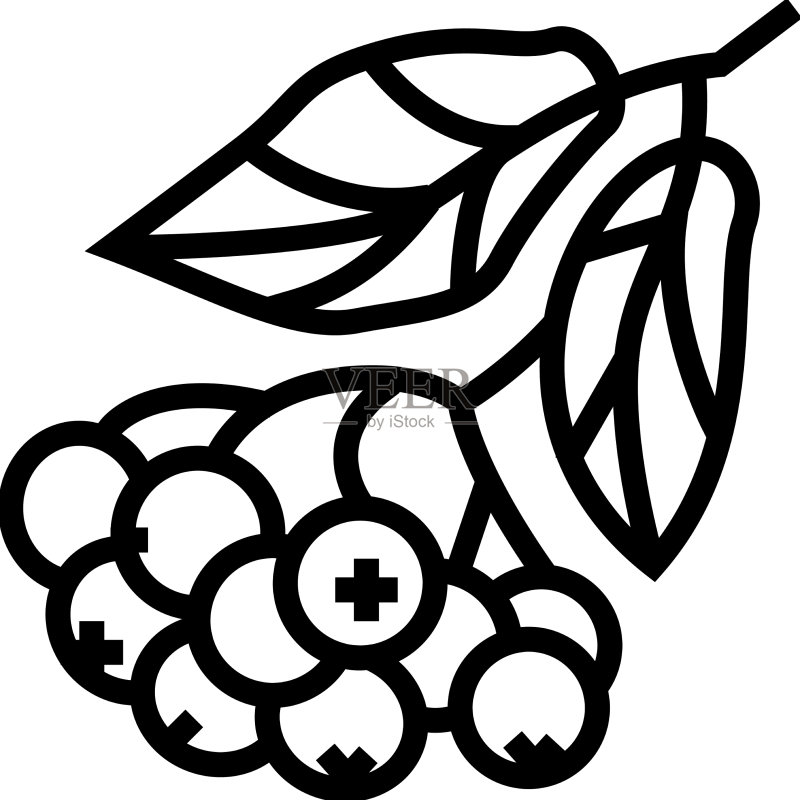 chokeberry浆果树枝线条图标图标素材