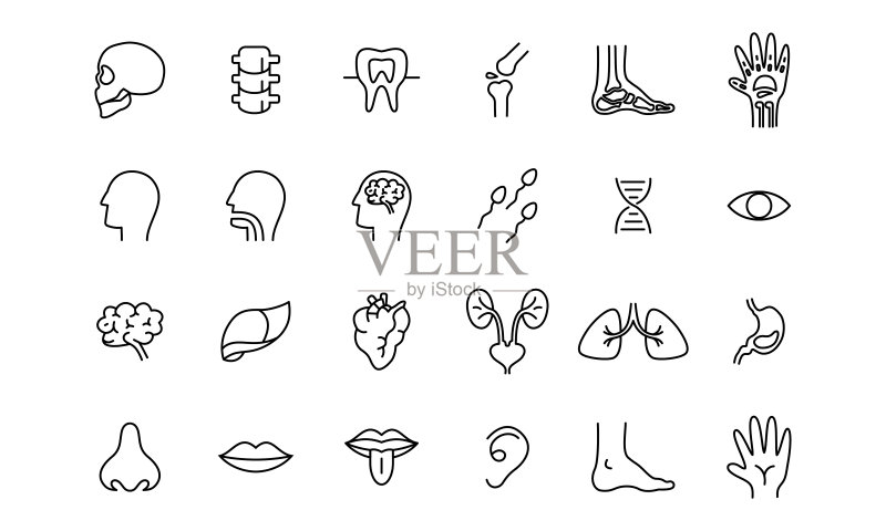 人体器官图标插画设计:简单的内脏相关矢量线性图标图标素材
