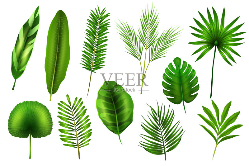 热带树叶植物枝条组合图标素材