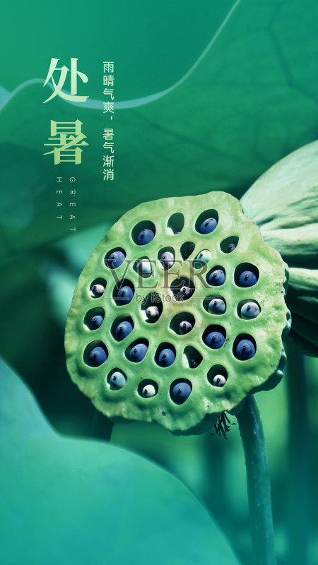 处暑节气夏季绿色莲蓬海报正版模板素材
