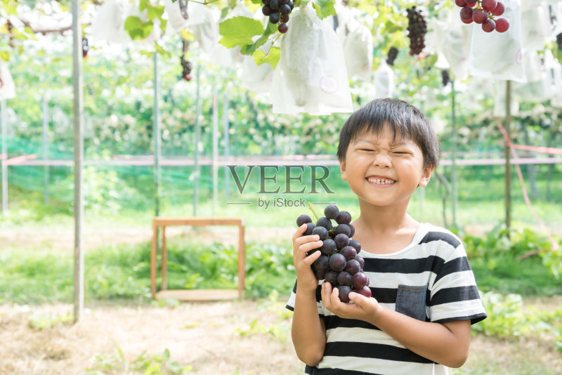 亚洲学生采摘葡萄照片摄影图片