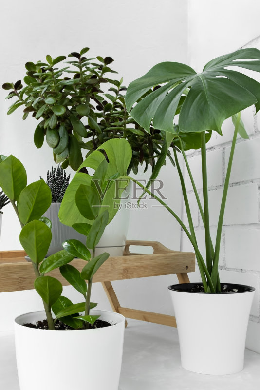各种室内植物集合: Haworthia、Crassula ovata、zamiokulkas 和 monstera deliciosa,浅色背景上的白色花盆,家庭园艺概念照片摄影图片