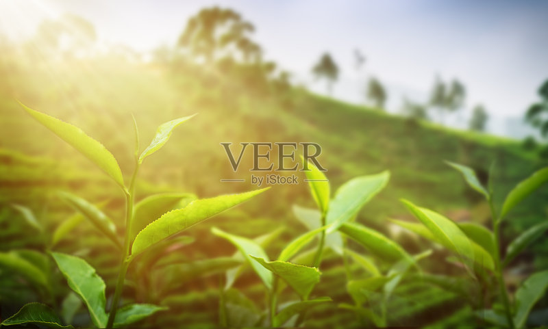 茶园景观特写,阳光照片摄影图片