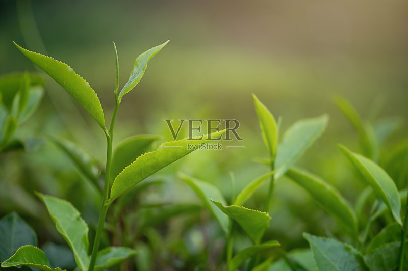 茶园景观特写,阳光照片摄影图片