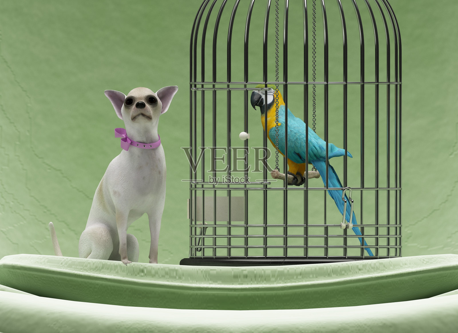 吉娃娃和鹦鹉插画图片素材