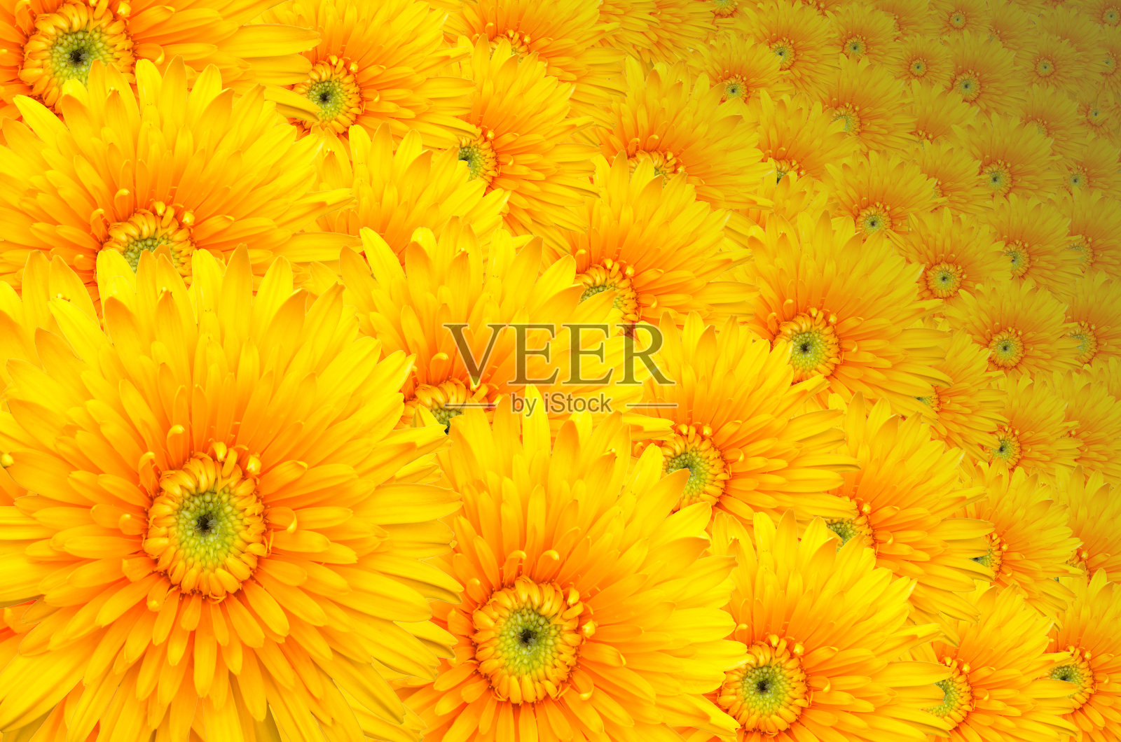 非洲菊，巴伯顿雏菊一样多的花照片摄影图片