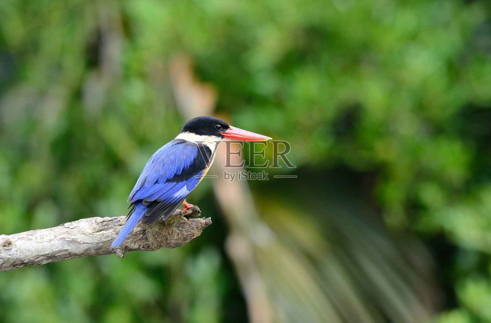 吃教翠鸟(宁静pileata)照片摄影图片