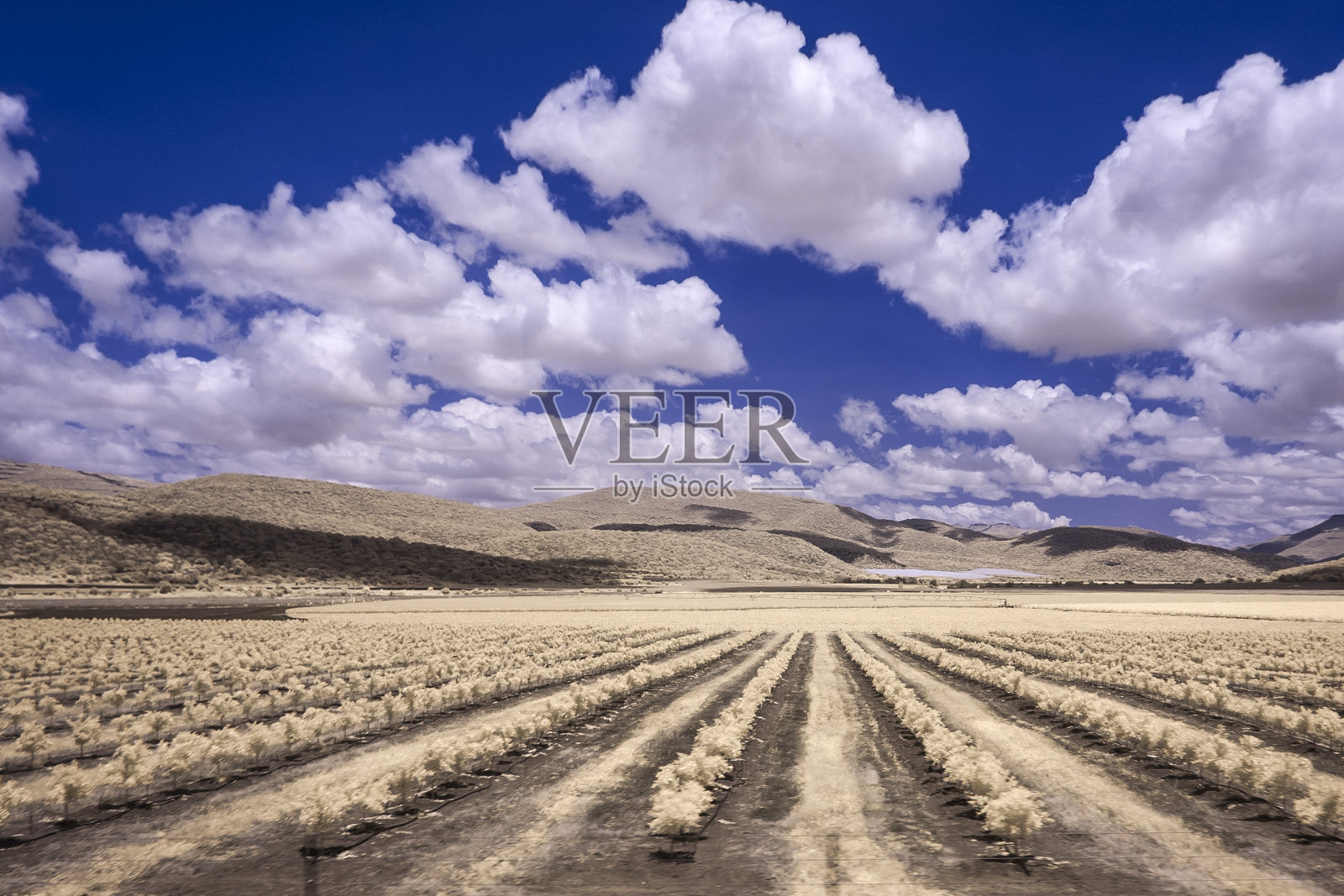 柑橘种植园照片摄影图片