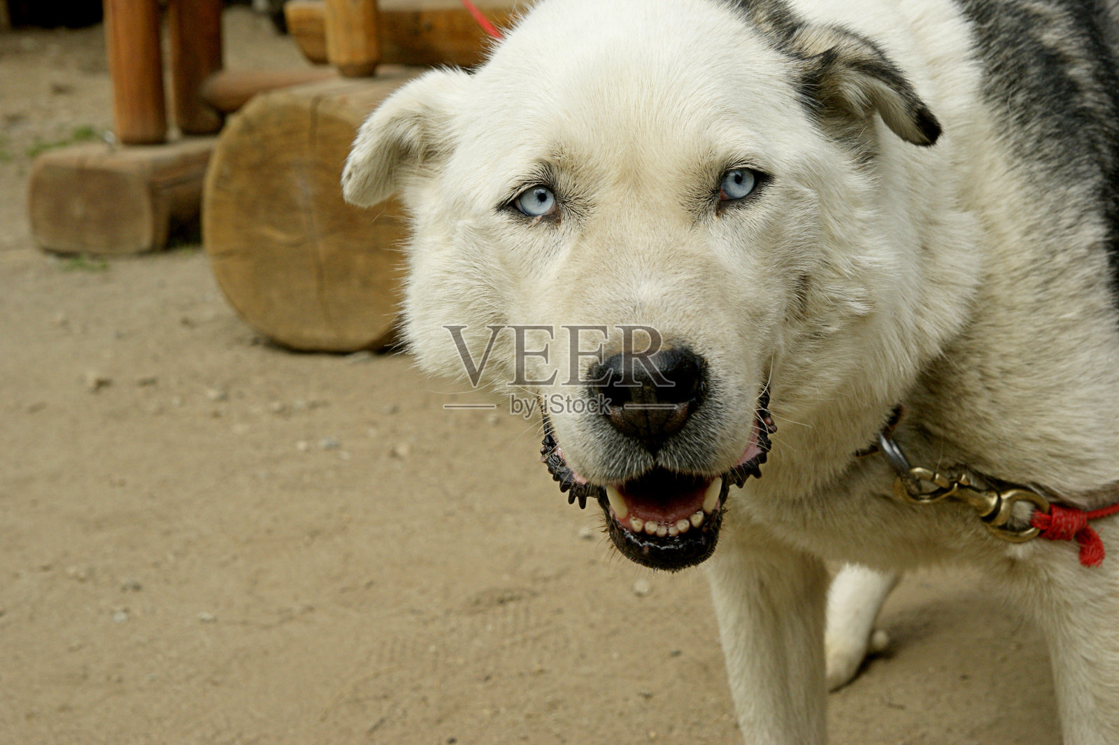 退休的雪橇狗照片摄影图片