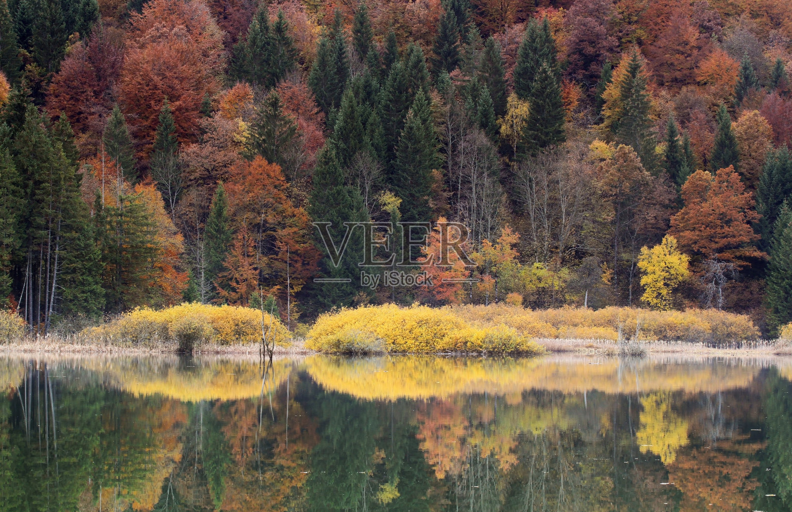秋天的森林照片摄影图片