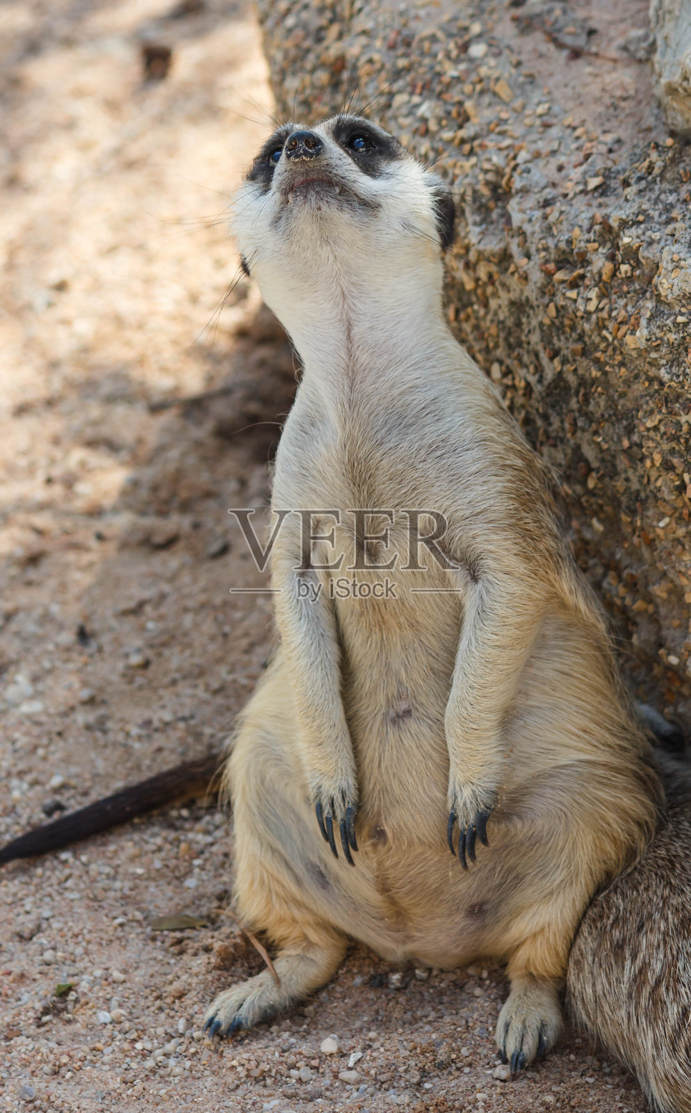 猫鼬照片摄影图片