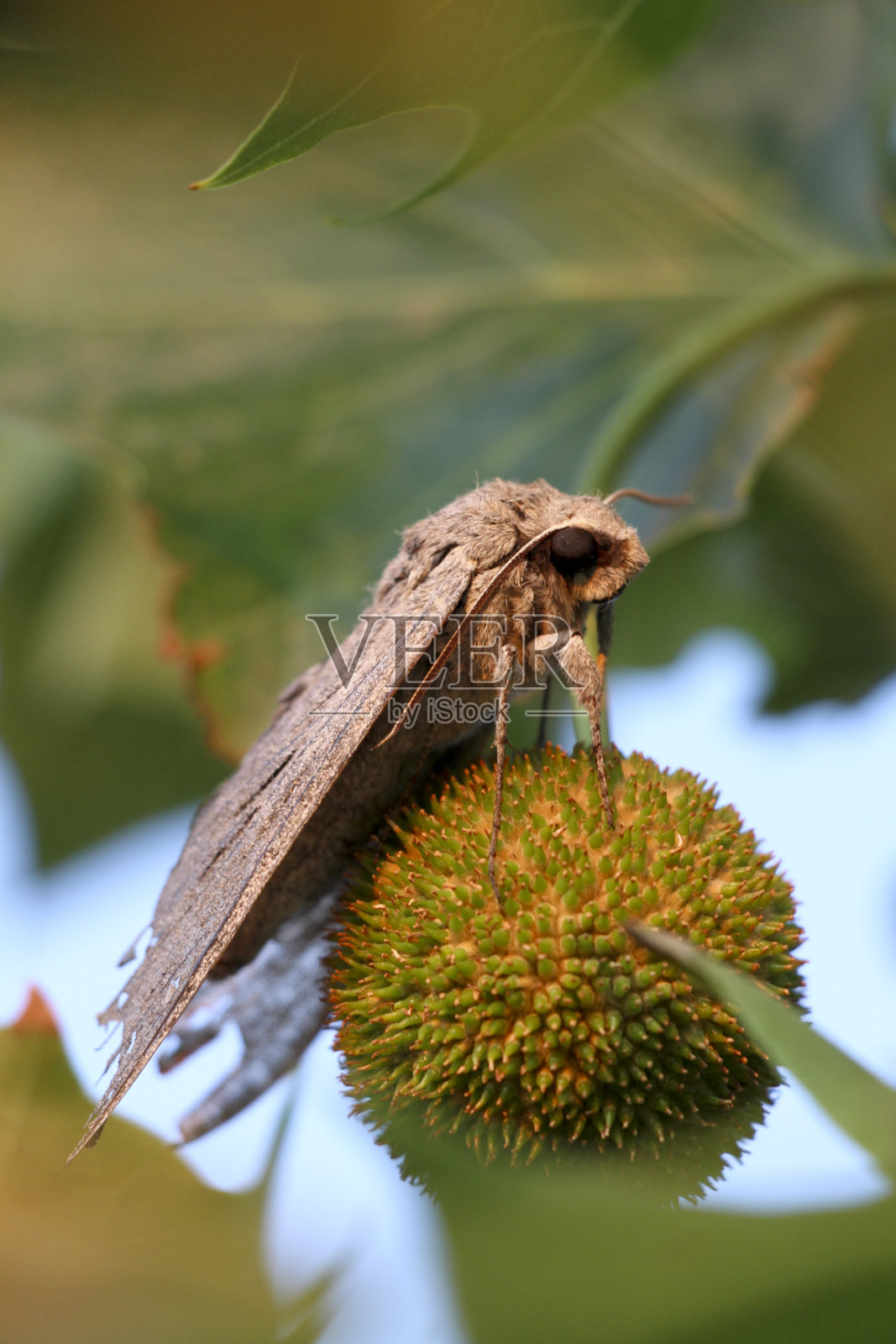 鹰蛾照片摄影图片