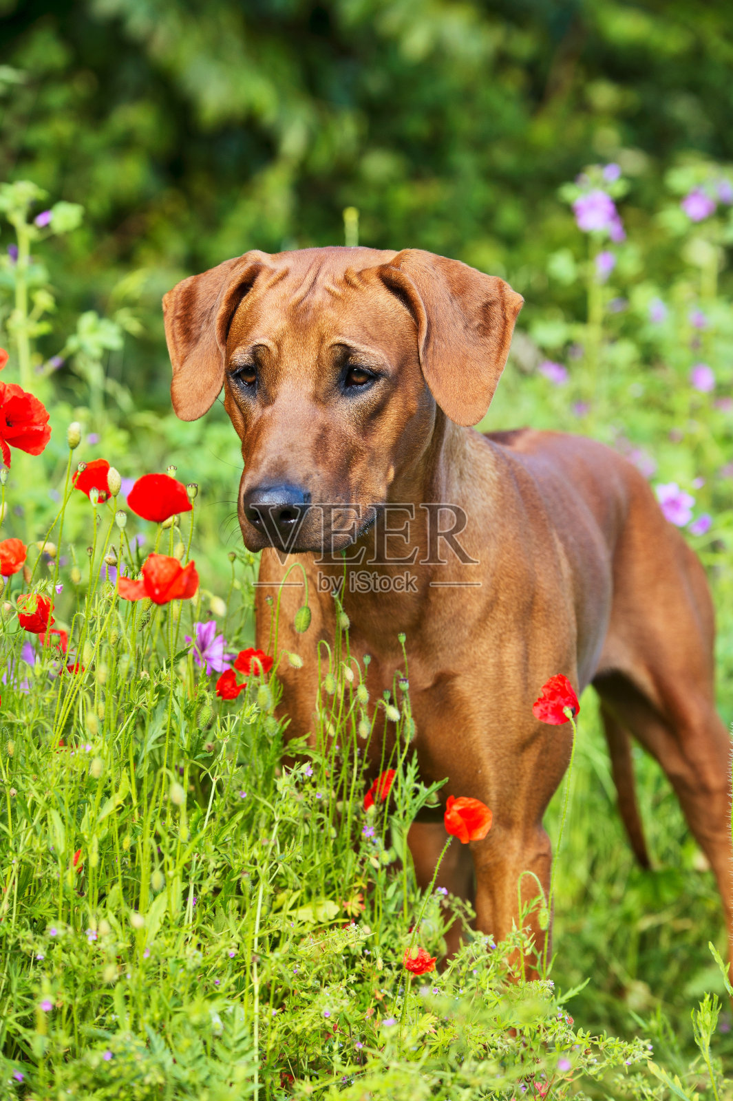 罗得西亚背脊小狗在花田照片摄影图片