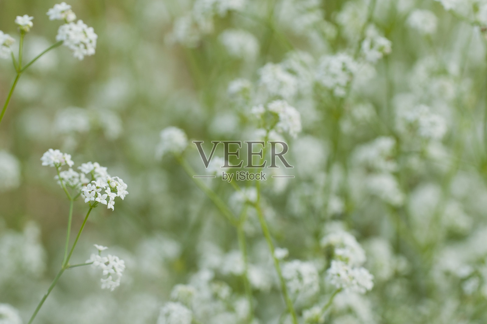 白色的花照片摄影图片