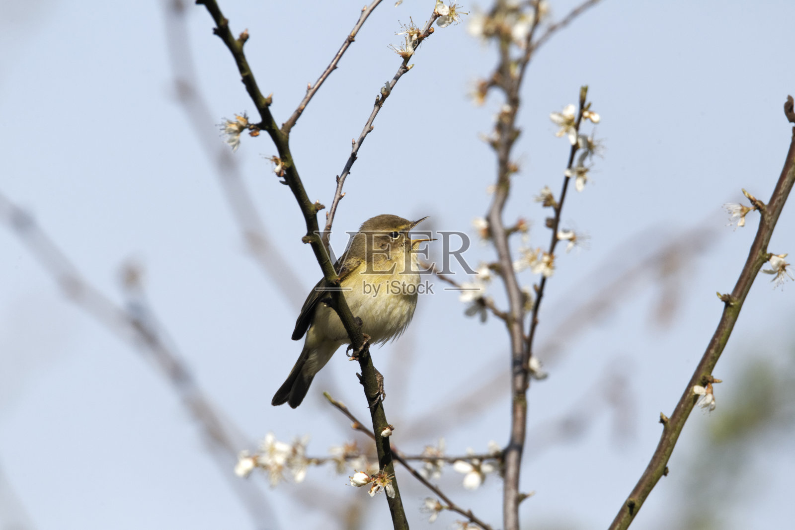 奇夫查夫， 菲洛斯科普斯 · 科利比塔照片摄影图片