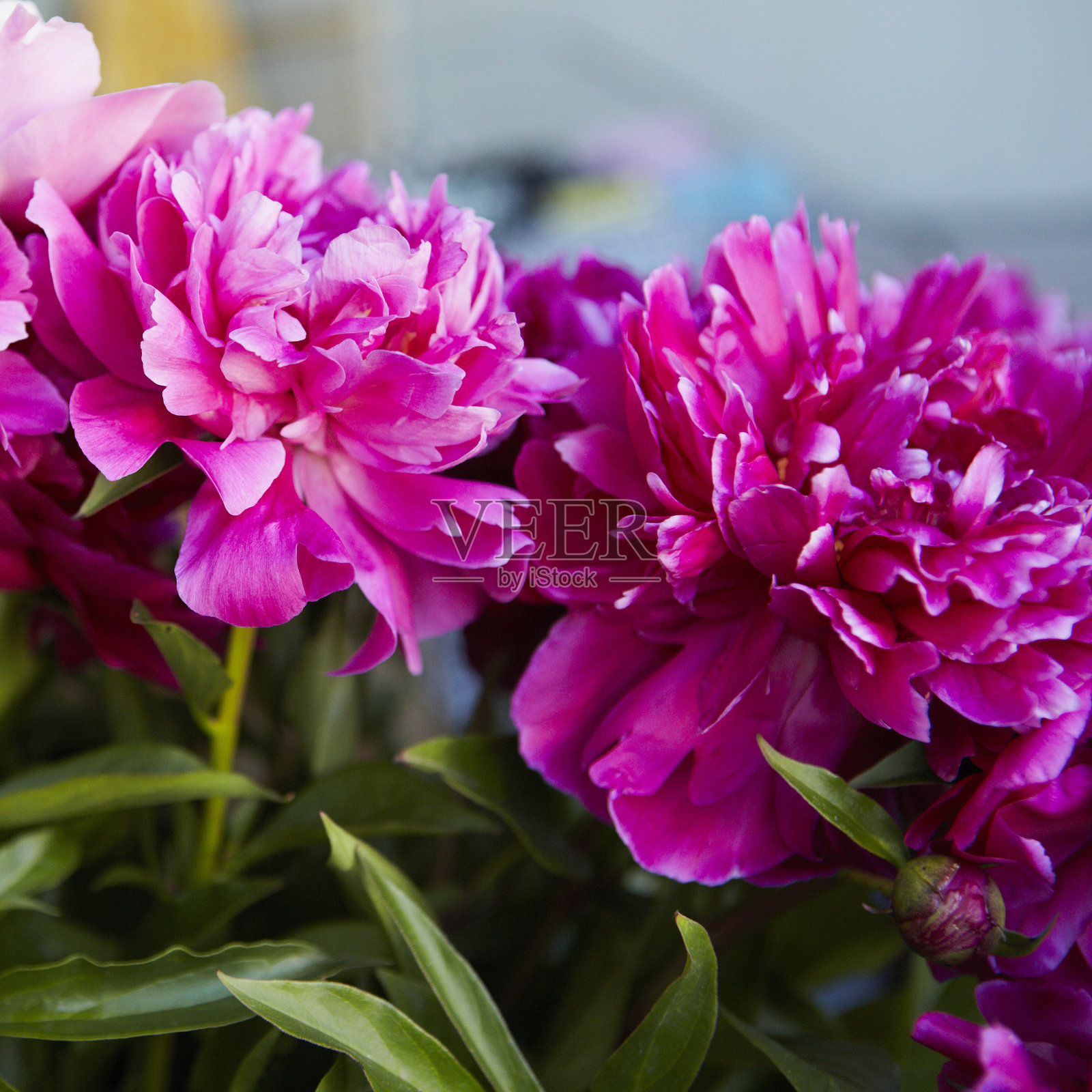 牡丹照片摄影图片