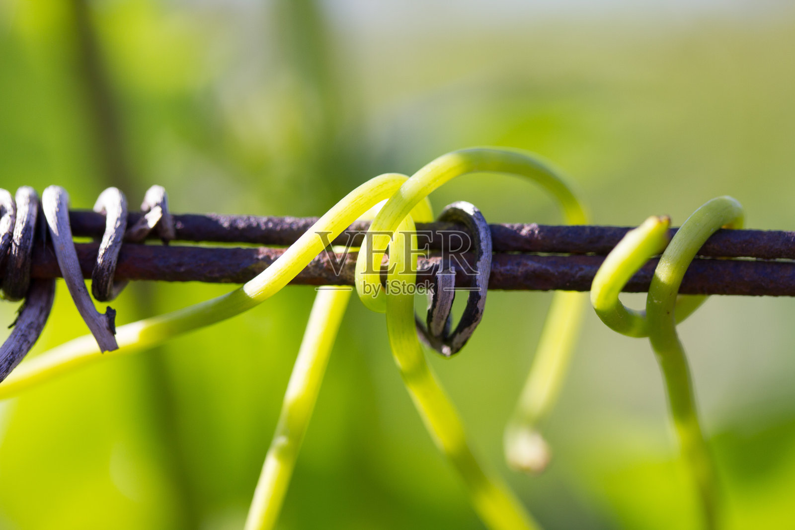 葡萄蔓照片摄影图片