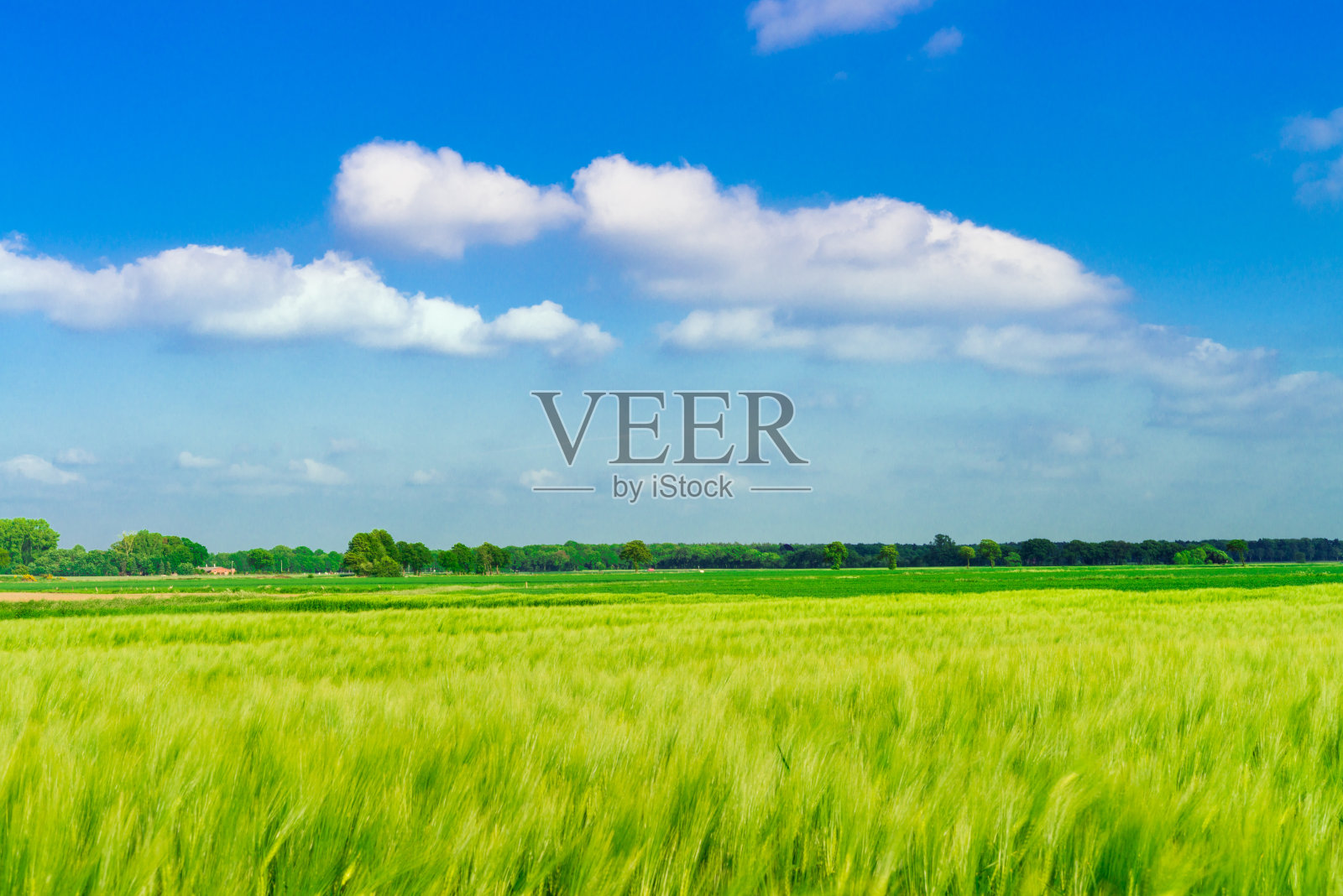 绿色燕麦照片摄影图片