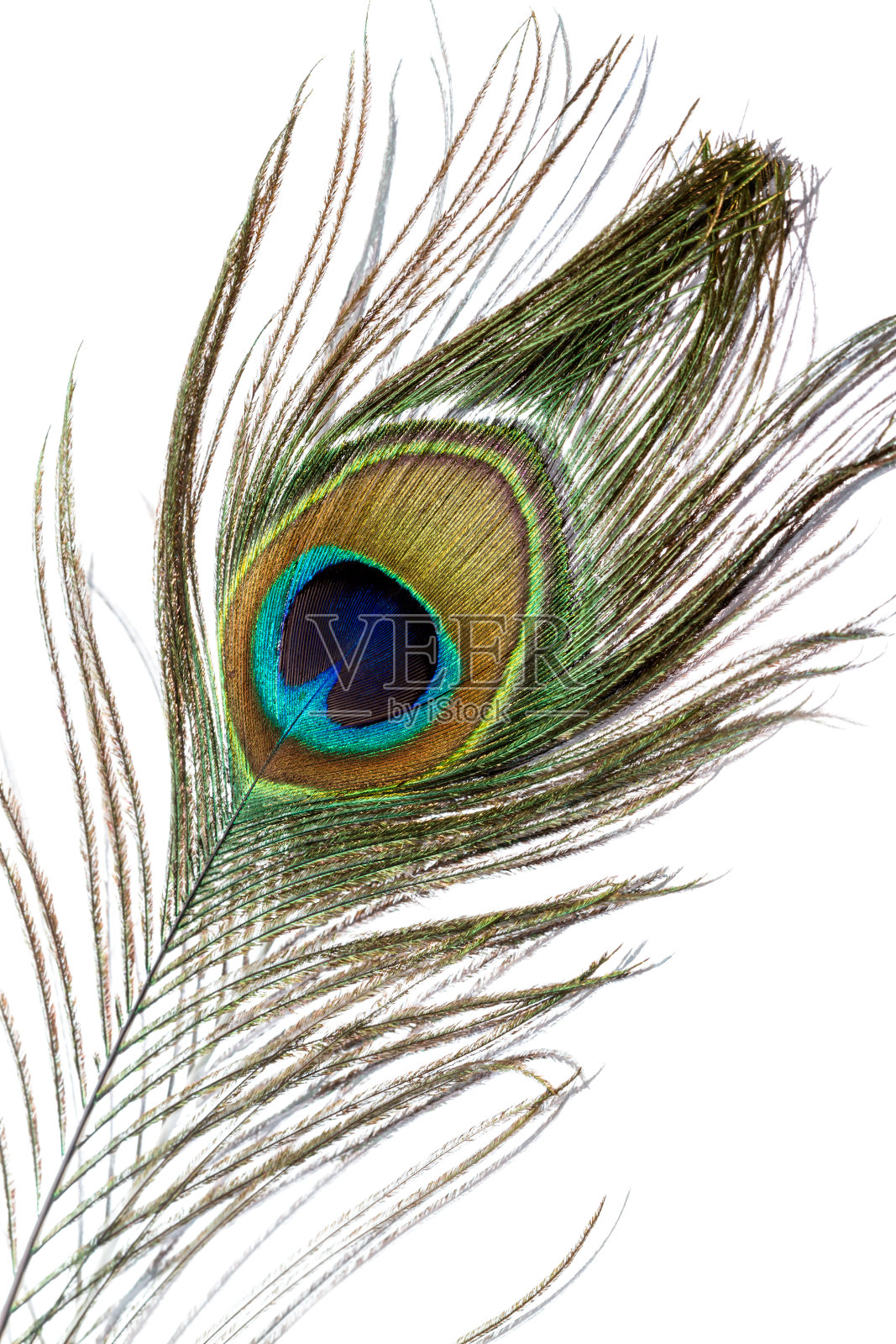 孔雀羽毛照片摄影图片