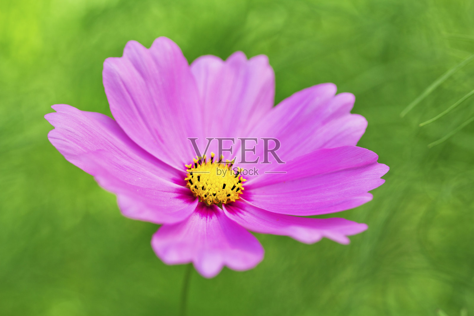 宇宙开花照片摄影图片